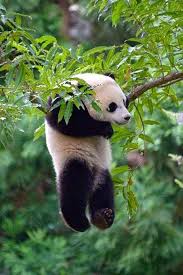 Totaly Outdoors Hanging Panda Cute Animals Animals Beautiful Cute Baby Animals