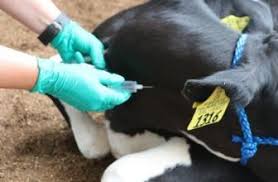 We did not find results for: Https Fyi Extension Wisc Edu Heifermgmt Files 2016 02 Heifer Blueprint Blood Collection English Pdf