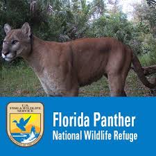 View the drawings for florida lotto, powerball, jackpot triple play, fantasy 5, pick 5, pick 4, pick 3, and pick 2 on the florida lottery's official youtube page. Florida Panther National Wildlife Refuge Home Facebook