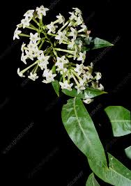 Image result for Cestrum nocturnum