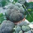 We did not find results for: Broccoli Purple Sprouting Broccoli Blackleg Aerial Stem Rot Plant Guide