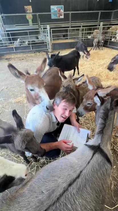 Baby donkeys getting passports and microchips at Cannon Hall Farm