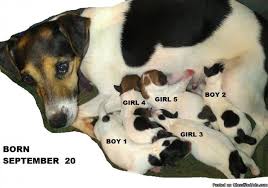 Maybe you would like to learn more about one of these? Jack Russell Puppies Price 250 For Sale In Lakeland Florida Best Pets Online
