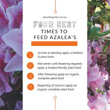 Autumn Azalea Care Four 4 Must Do S Azaleas Care Azaleas Autumn Garden