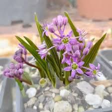 Image result for Ledebouria cooperi