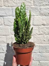 Image result for Opuntia monacantha