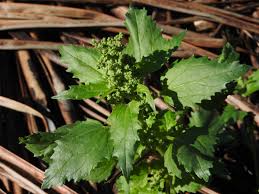 Image result for Chenopodiastrum