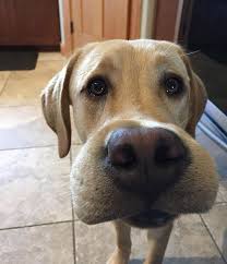 Some solitary species are more sinister. Poor Dogs Who Tried To Eat A Bee