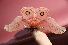 Pink Moth Ausgestopftes Tier Schone Schmetterlinge Kunst Ideen
