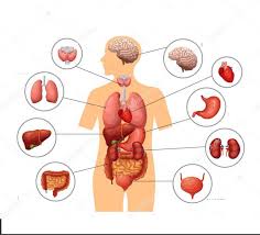 Está formada por el cráneo y la cara, contiene los órganos de los sentidos, entre ellos el ojo y el oído.dentro del cráneo se encuentra el encéfalo.; Imprimir Mapa Interactivo Cuerpo Humano Biologia Cuerpo Humano Y Sus Partes Organos Internos Del Cuerpo Humano Partes Del Cuerpo