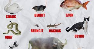 Di bumi atau di dunia ini memiliki banyak sekali makhluk hidup yang tinggal didalamnya. Belajar Mengenal Nama Nama Binatang Dalam Bahasa Sunda