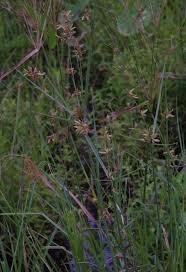 Image result for Pycreus unioloides