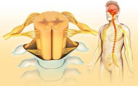 Your organ donation decision is important, whatever it may be. What Causes Pain In The Lower Right Part Of Your Back