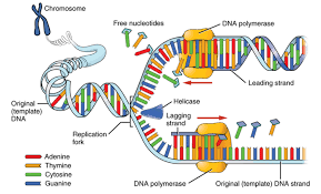 Dna (proj x) juz ent. The Structure And Function Of Dna Ent Audiology News