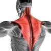 The deltoid muscle is the muscle forming the rounded contour of the human shoulder.it is also known as the 'common shoulder muscle', particularly in other animals such as the domestic cat.anatomically, the deltoid muscle appears to be made up of three distinct sets of muscle fibers, namely the. Https Encrypted Tbn0 Gstatic Com Images Q Tbn And9gcrniwurrswbs0pilnasapyb6pzdasm Uvufjjf4m4g Usqp Cau