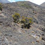 Image result for Erica mannii