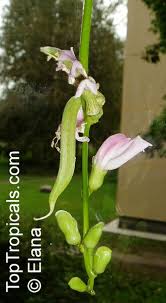 Image result for Canavalia africana