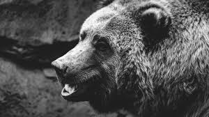 Tags:black and white, mountain, landscape. 26 Black Bear Wallpapers Wallpaperboat