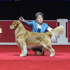 Click to view our available puppies! American Kennel Club