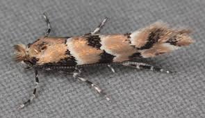 Image result for Phyllonorycter leucographellus