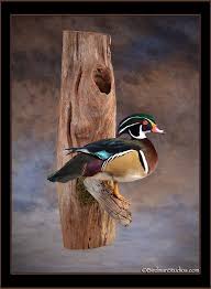 New Mounts Gallery 1 Wood Duck Mounts Duck Hunting Decor Bird Taxidermy