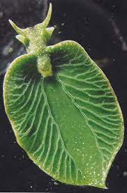 Half Animal Half Plant The Solar Powered Sea Slug Sea Slug Ocean Creatures Sea Creatures