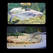 So my local grocery is raising the price on tilapia filets, which are my preferred, and they always have these swai filets on sale. Swai Cabarete Sabias La Razon Detras Del Nombre De Facebook
