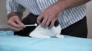 Brushing your cat's teeth regularly is something you'll both benefit from. Helpful Step By Step Instructions Showing How To Safely And Properly Brush A Cat S Teeth