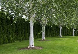 4 Trees To Plant For A Beautiful Landscape All Year Trees With White Bark Landscaping Trees Landscape Trees