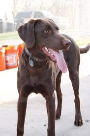 Pets and animals woodland 400 $ view pictures. Another Labmaraner Because I Cannot Really Get Enough Of Them They Are Also Called Weimador I Think I Like Th Weimaraner Dogs Labrador Dog Dog Crossbreeds