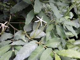 Image result for Oxyanthus goetzei