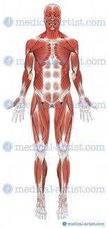 This article serves as a reference outlining the various hip muscle groups based on function. Medical Illustrations Of Superficial Dissection Of Hip And Thigh Showing Lateral Epicondyle And Gerdy S Tubercle