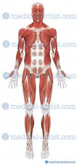 The gastrocnemius has two parts or heads, which together create its diamond shape. Medical Illustrations Of Superficial Dissection Of Hip And Thigh Showing Lateral Epicondyle And Gerdy S Tubercle