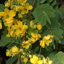 Image result for Cassia sieberiana