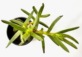 Image result for Carpobrotus