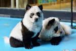 Chow-chow panda : est-ce un chien ou un panda ? - Mes Animaux