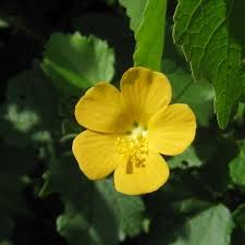 Image result for Cassinopsis ilicifolia