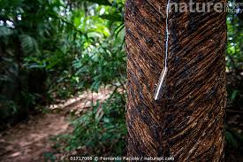 Image result for Hevea brasiliensis