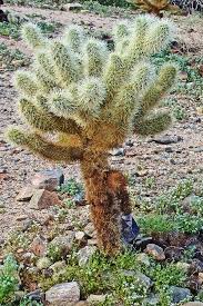 The cholla cactus garden stands tall among jtnp's attractions. Teddy Bear Cholla Cactus With Popcorn Flowers At The Base In Joshua Tree National Park California Photograph By Ruth Hager