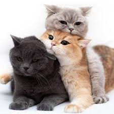 Epingle Sur Chats Et Chatons