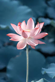 Fruit red, very small, persistant. Lotus Flower Light Pink Wallpaper