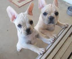 All our puppies are raised in a loving environment that encourages. French Bulldog Pets And Animals For Sale Indiana
