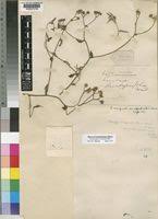 Image result for Erlangea