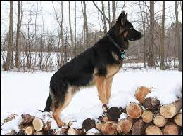 German shepherd dog is sometimes abbreviated to gsd by those who love them. Pin On German Shepherds