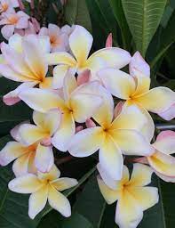 Pin On Flowers Beauty Colors And Design Patterns