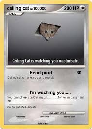 Ceiling cat and basement cat. Pokemon Ceiling Cat 19