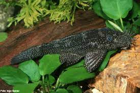 Aquarium/terarium mit schwerlastregal 3 stöckig zu. Ancistrus Sp L 181 L Numbers Database Welsfans