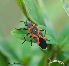 We did not find results for: Bugs In Orange And Black A Spooky Halloween Trick Or Treat For Predators Small And Large Milkweed Bugs Lygaeus Kalmii And Oncopeltus Fasciatus Bug Of The Week