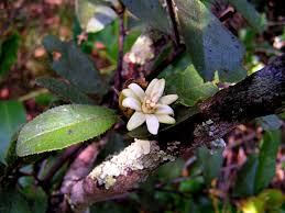 Image result for Paropsia