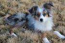 Australian Shepherd Puppies for Sale near Dulles, Virginia ...